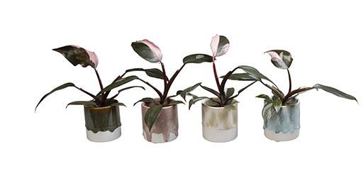 PHILODENDRON-HYBRID L 466, D 6 cm