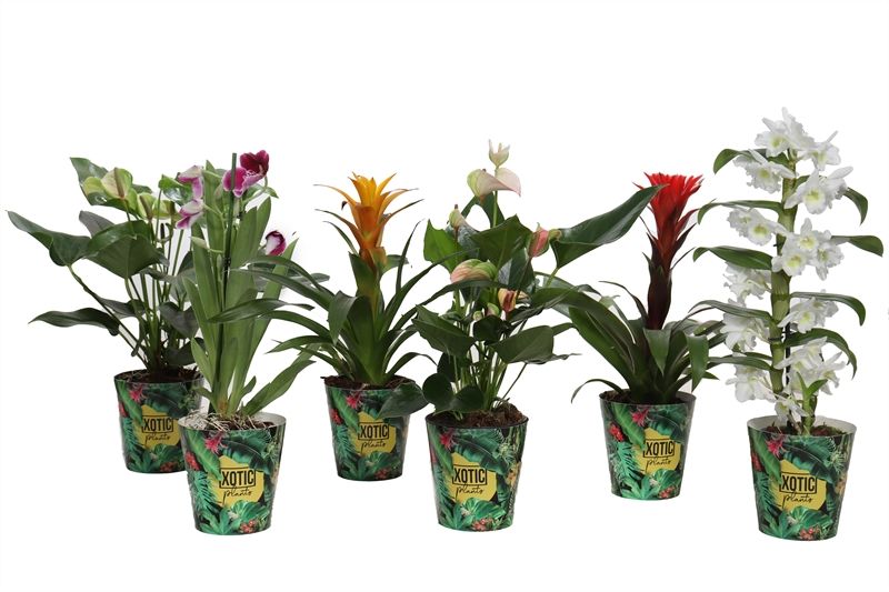 Potcover p12 smart cup Xotic Epifyten p12 mix Xotic, D 12