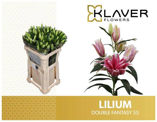 Лилия дв. Фэнтази 80, шт.