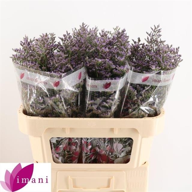 Лимониум Скайлайт 70, шт.