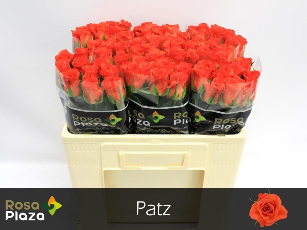 Роза од. Патц 50, шт.