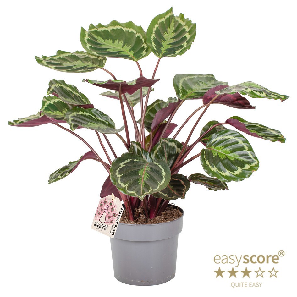 CALATHEA SPECIES 'Medallion', D 17 cm