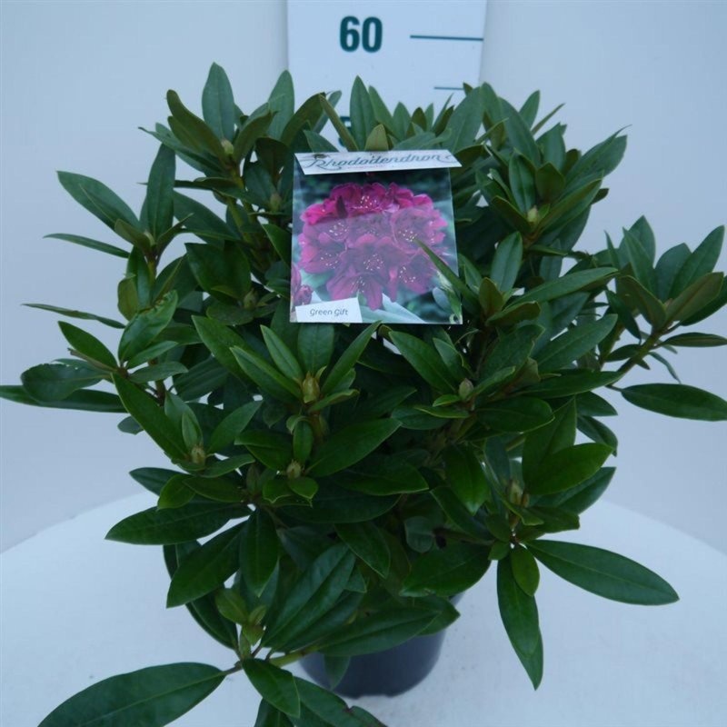 Rhododendron (P) 'Polarnacht', D 23