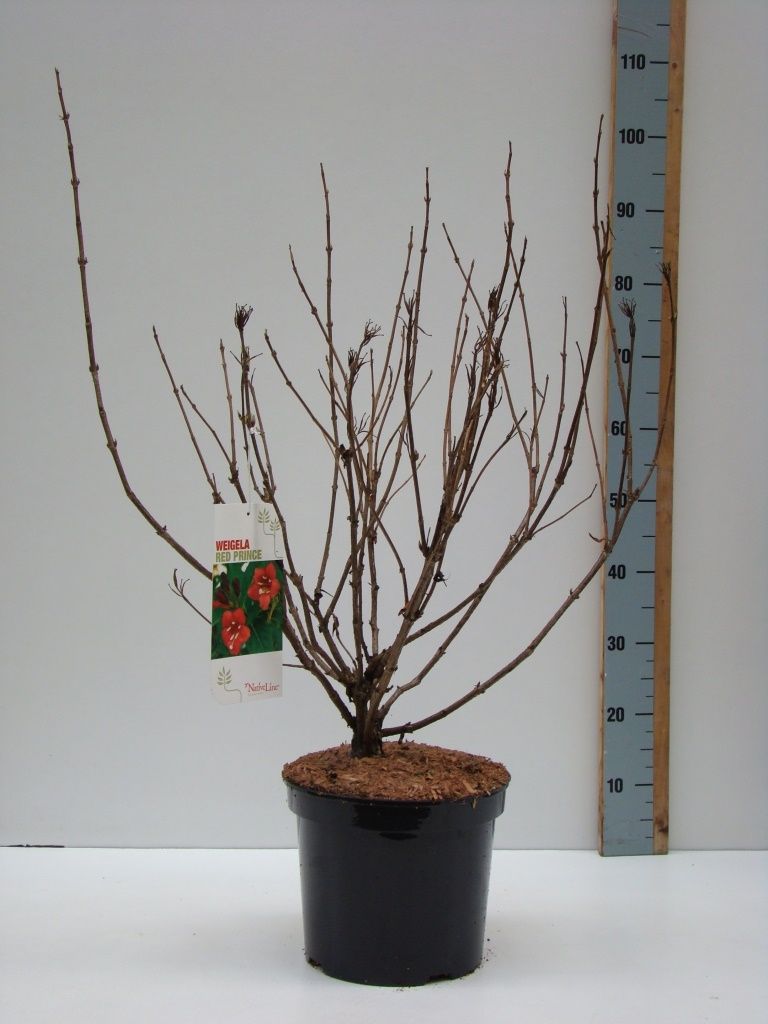 Weigela 'Red Prince' C 7,5, D 27