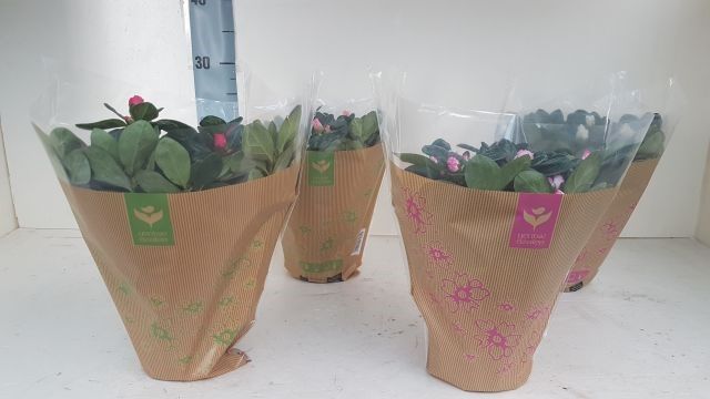 azalea indica krafhoes 25 cm, D 12