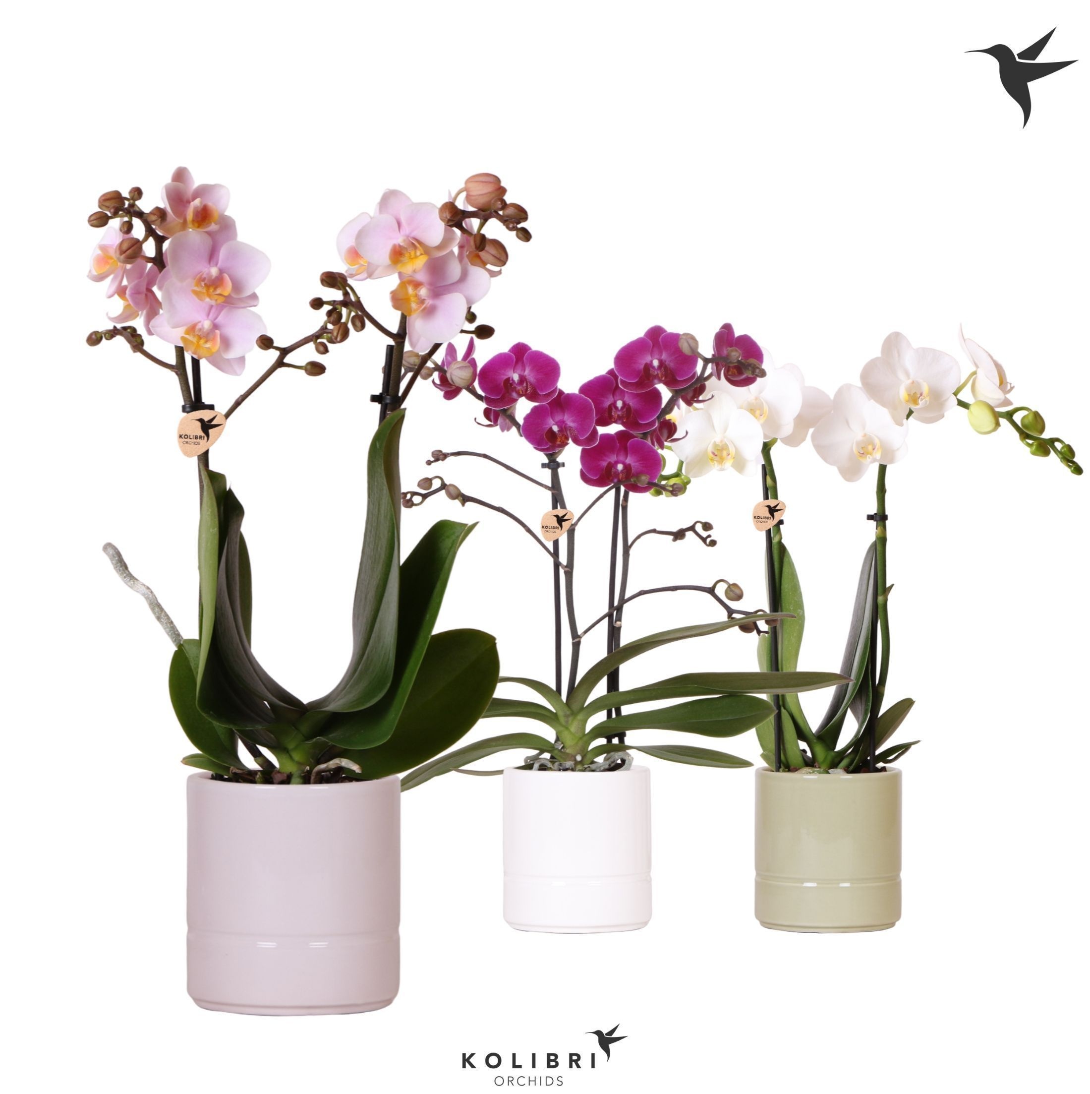 Kolibri Orchids Phalaenopsis mix 2 spike in Pastel pot mix, D 9