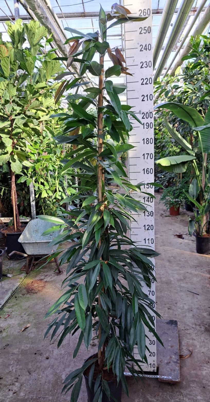 Ficus Amstel King piramide 240, D 30