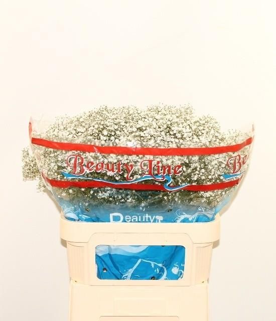 Гипсофила Бьюти Брайд 80, шт.