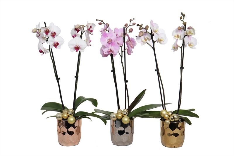 Dolomite p12 Dented luxury mix Phal mix 2T14+, D 12 cm