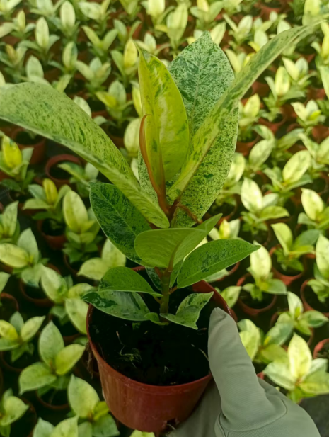 Фикус эластика шривериана 10 20