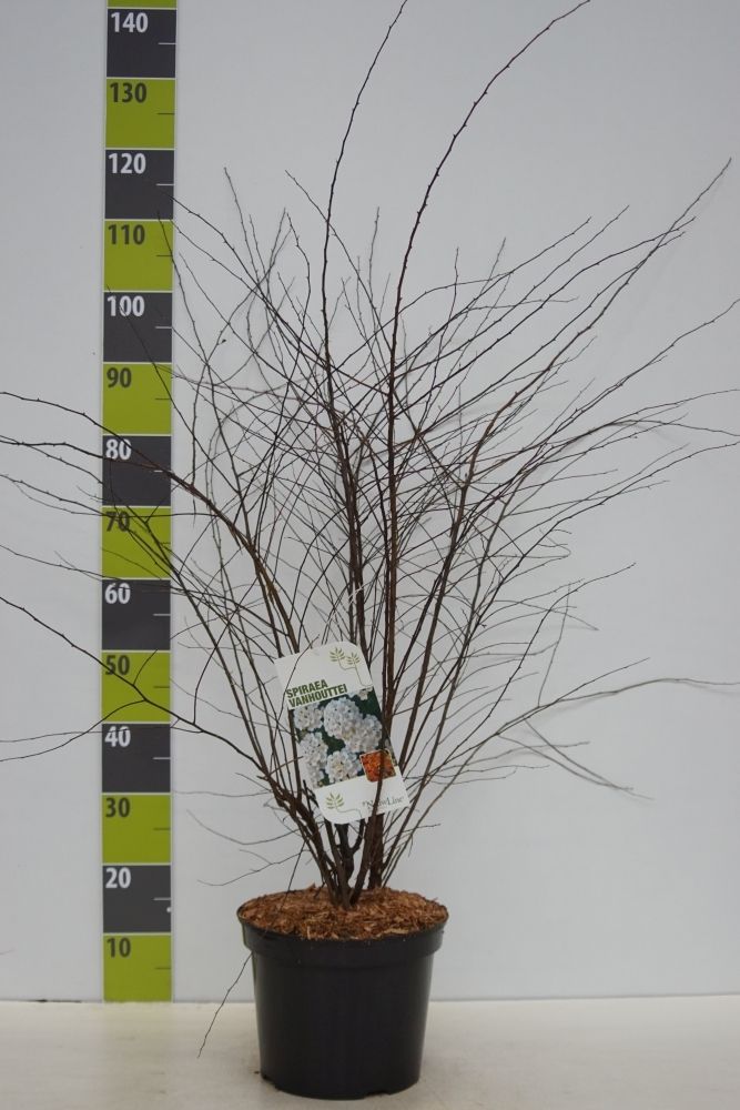Spiraea vanhouttei C 7,5, D 27