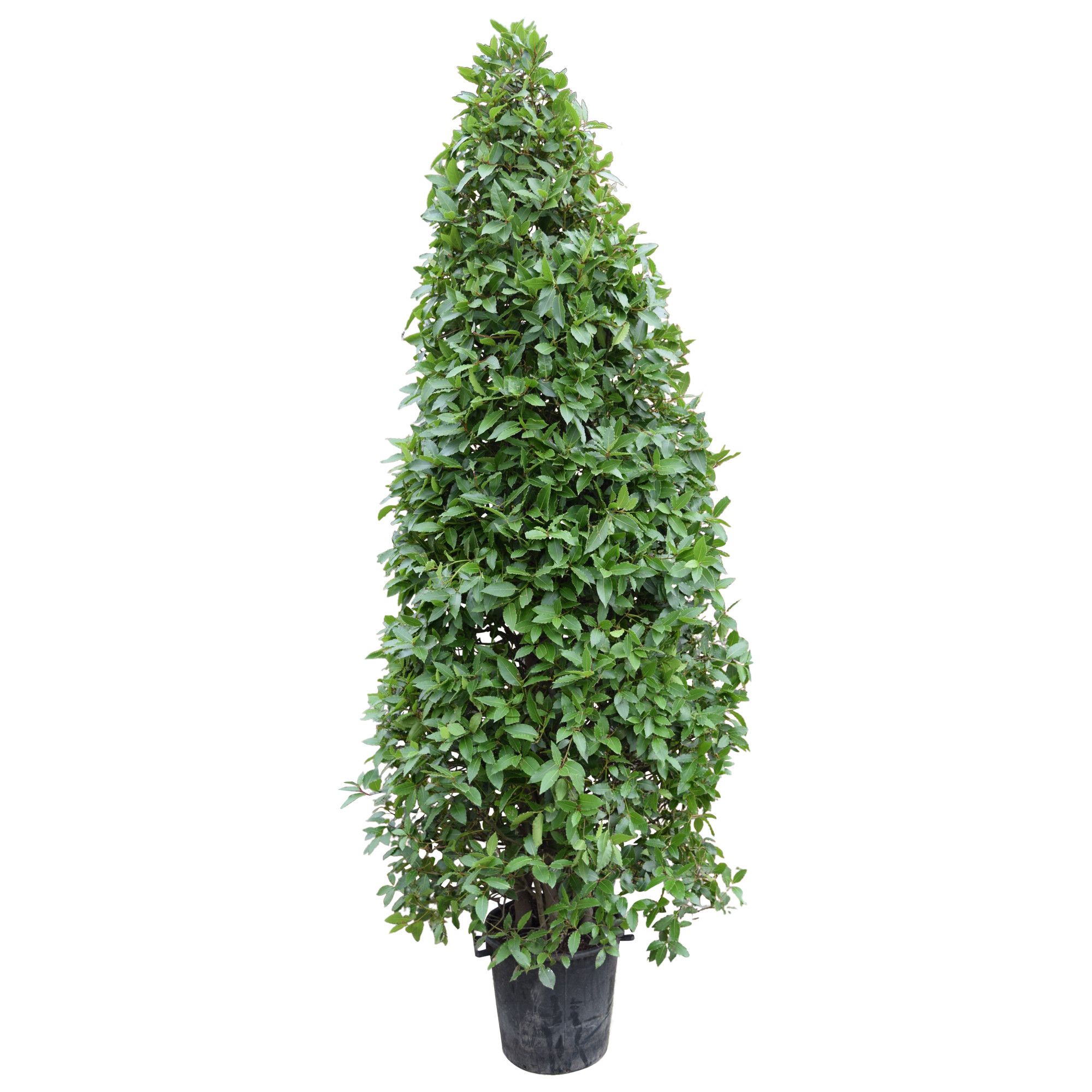 Laurus nobilis Piramide, D 40