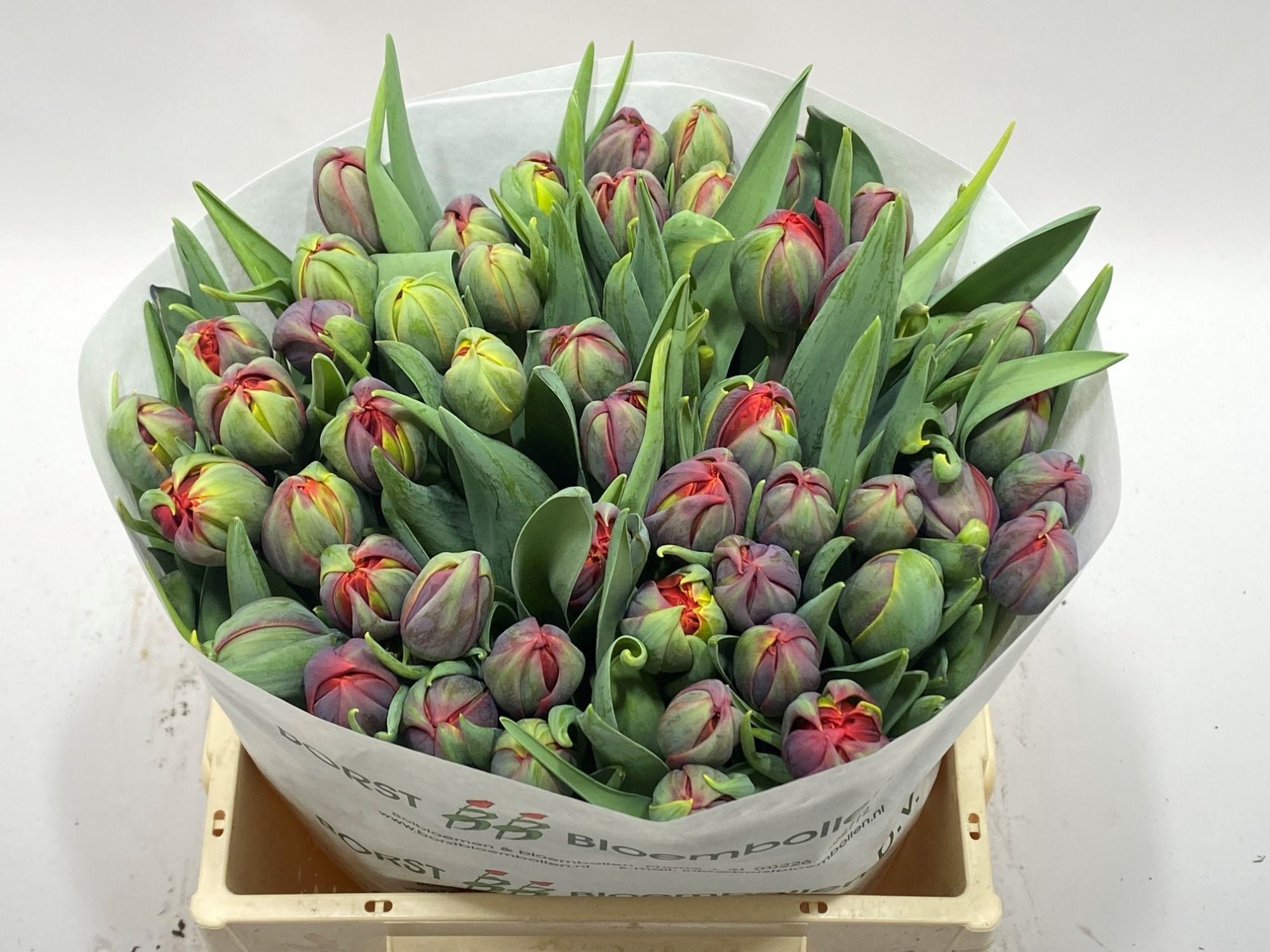 Тюльпан дв. Рэд Принцесс, шт.