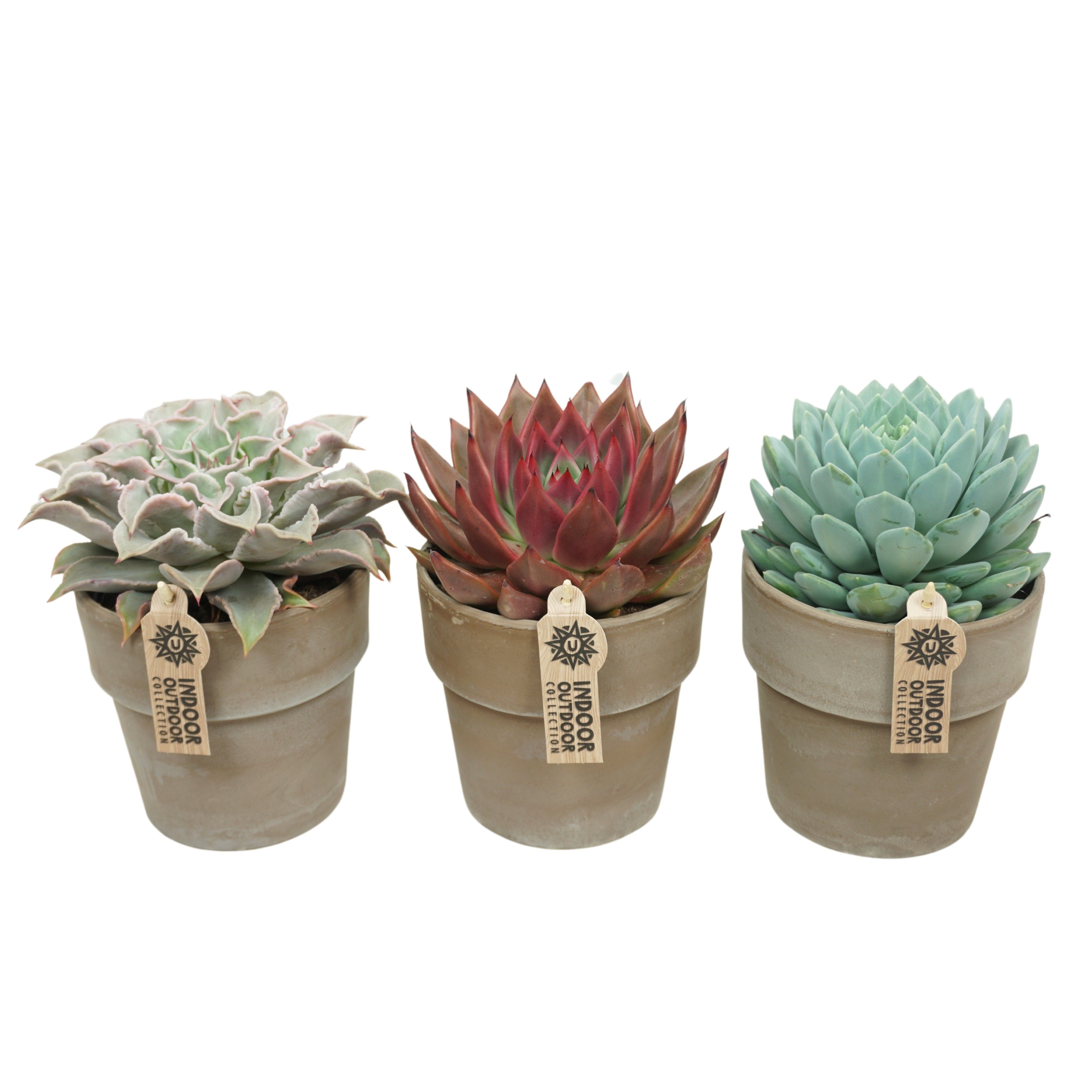 Echeveria mix in 15 cm 'Grijze Kraagpot', D 13