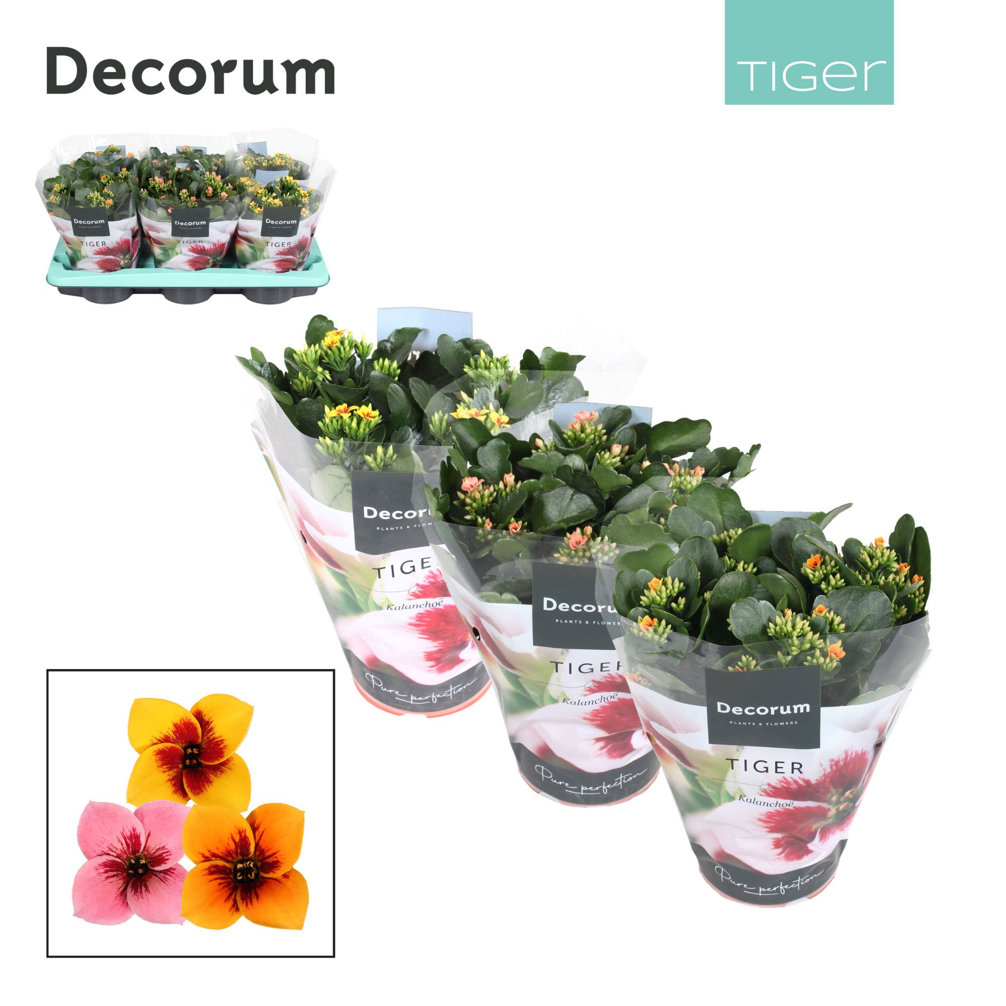 Kalanchoe Decorum Tiger - Mix Single, D 15 cm Kalanchoe Decorum Tiger - Mix Single, D 15 cm