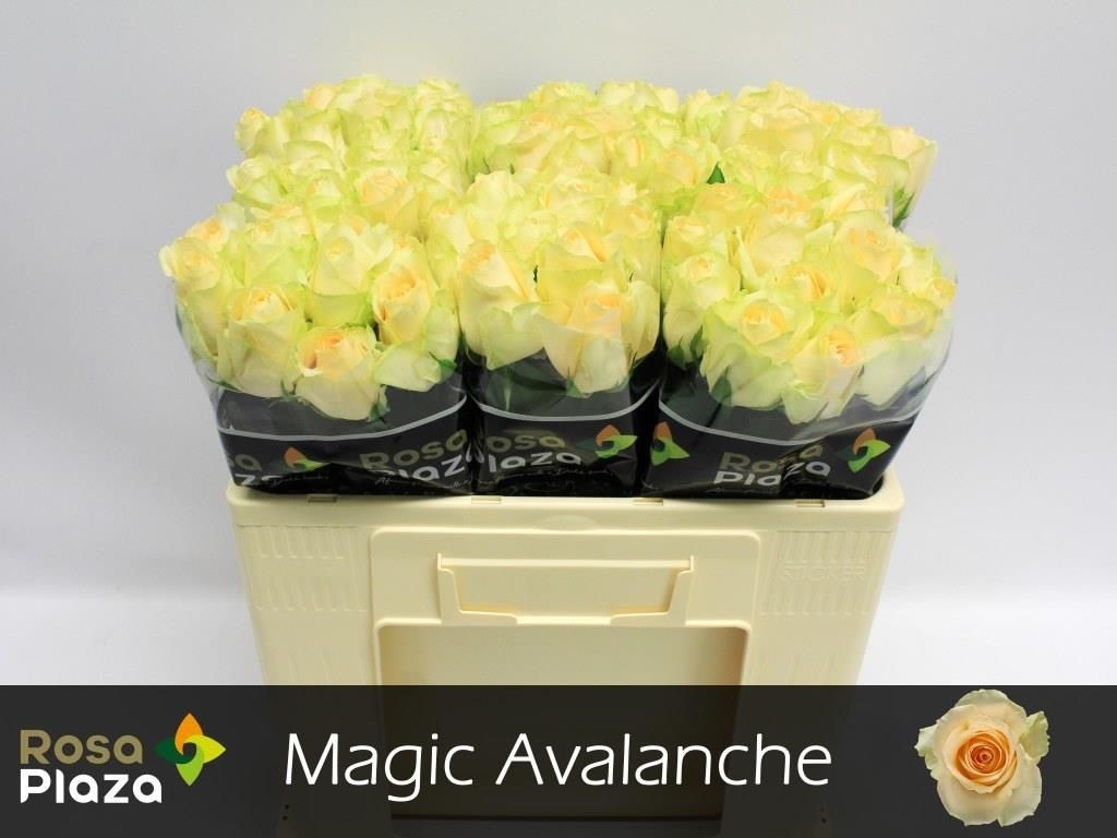 Роза од. Мэджик Аваланш+ 50, шт.