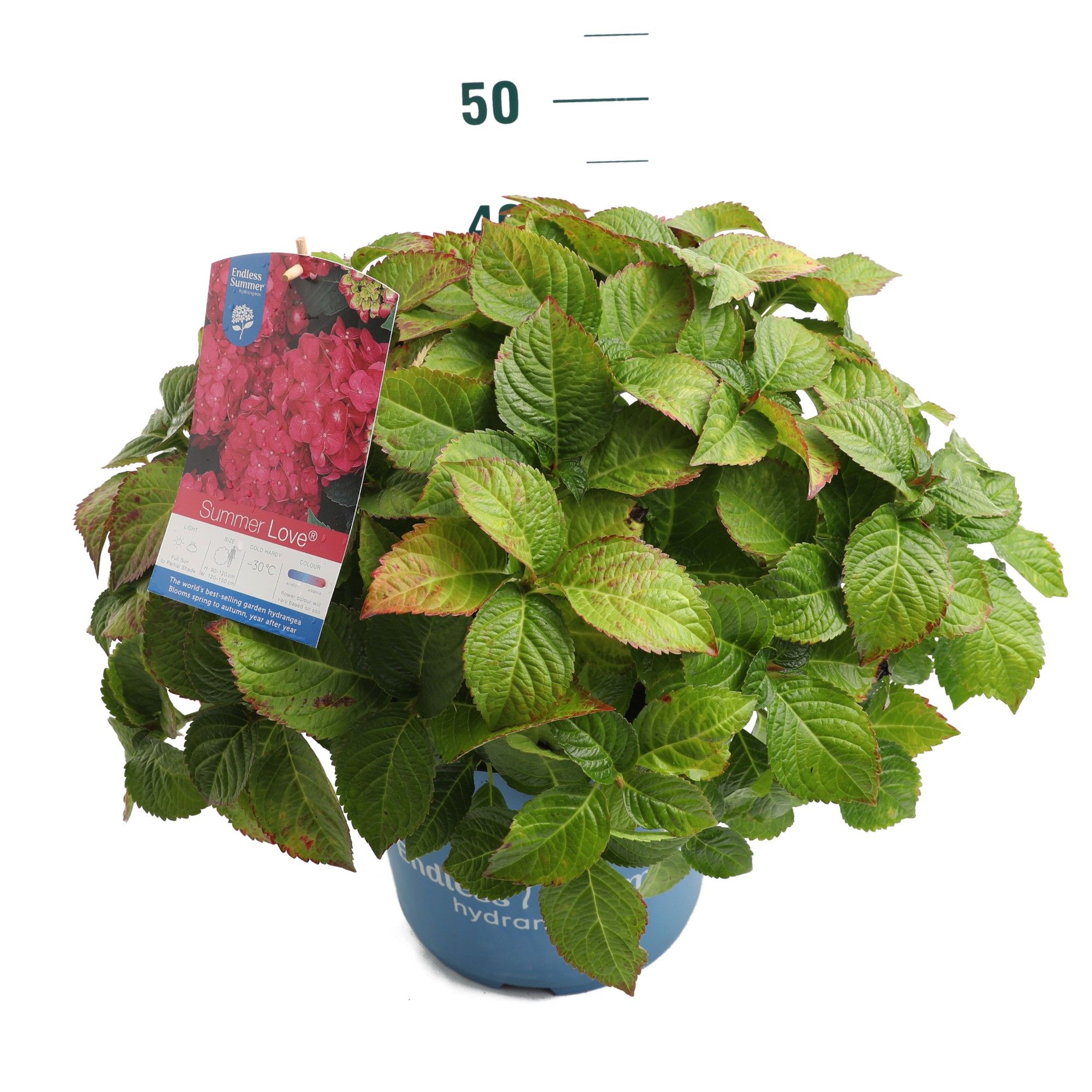 Hydrangea 'Summer Love Red' - P27 - Endless Summer, D 27 cm