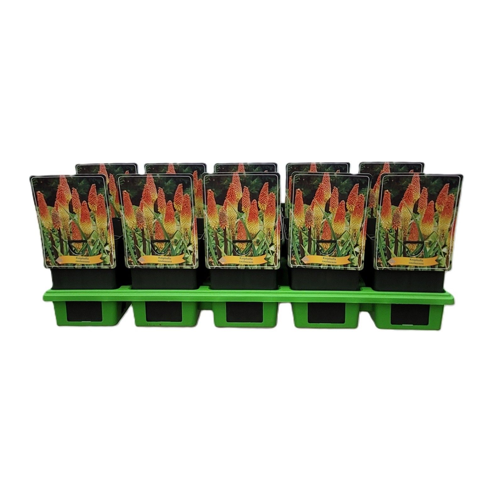 Kniphofia Caulescens P11, D 11