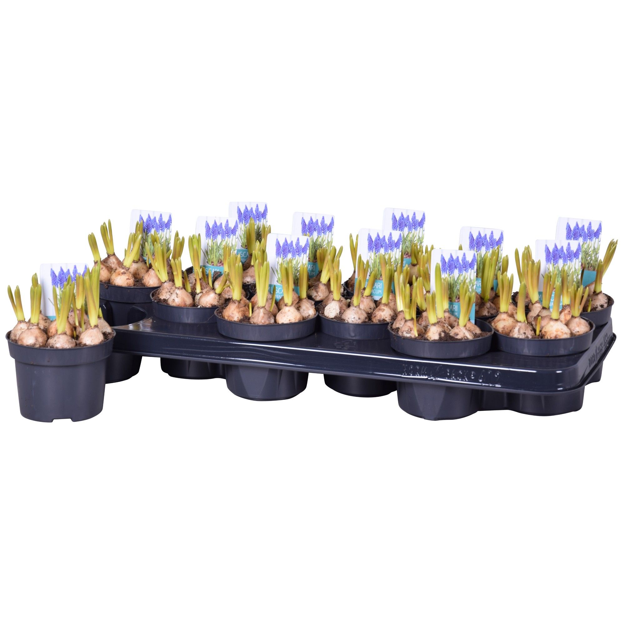 Muscari Armeniacum, D 10,5
