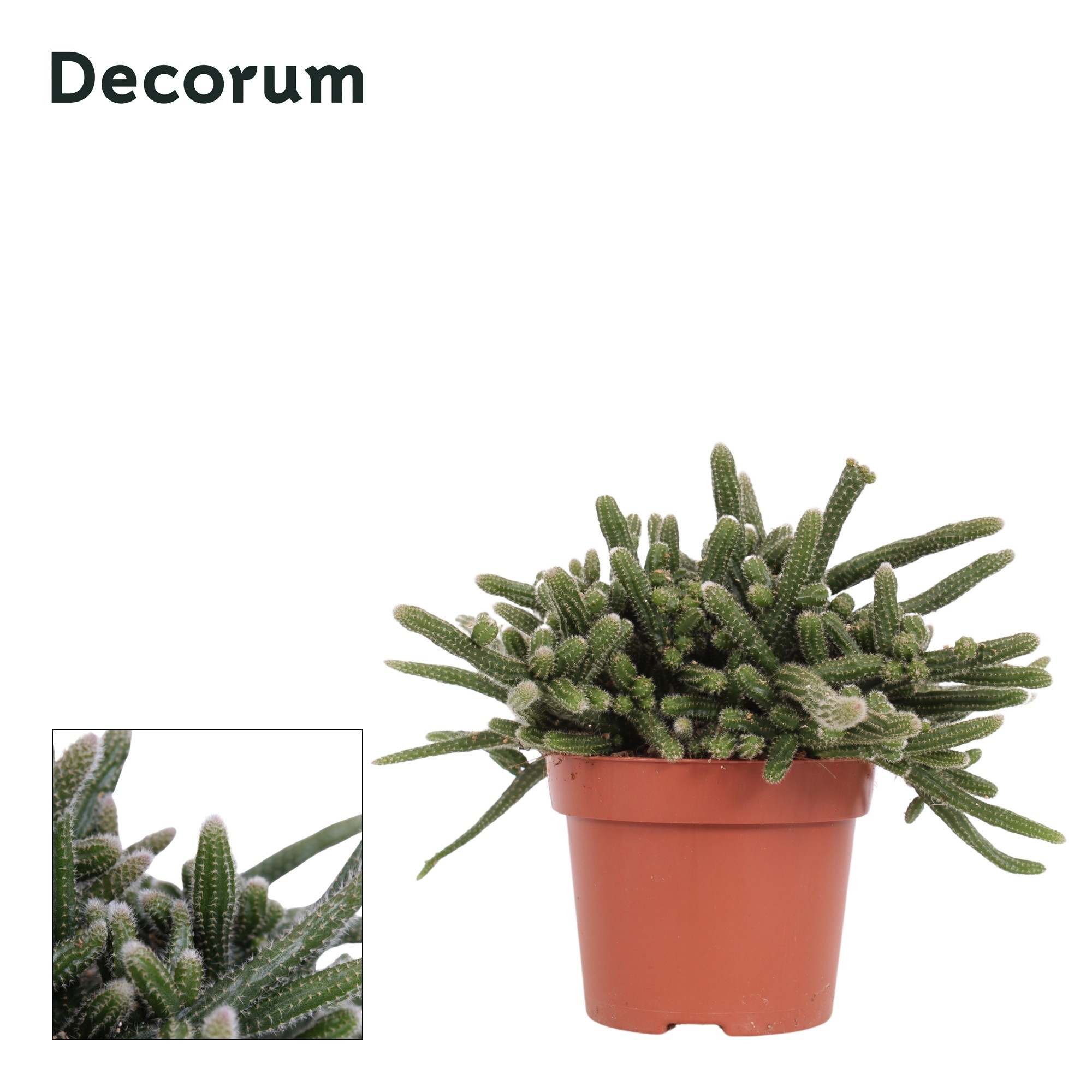 Rhipsalis baccifera 'Horrida' 12 cm Decorum, D 12