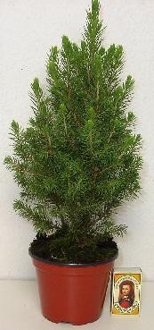 PICEA GLAUCA 'CONICA', D 11 cm