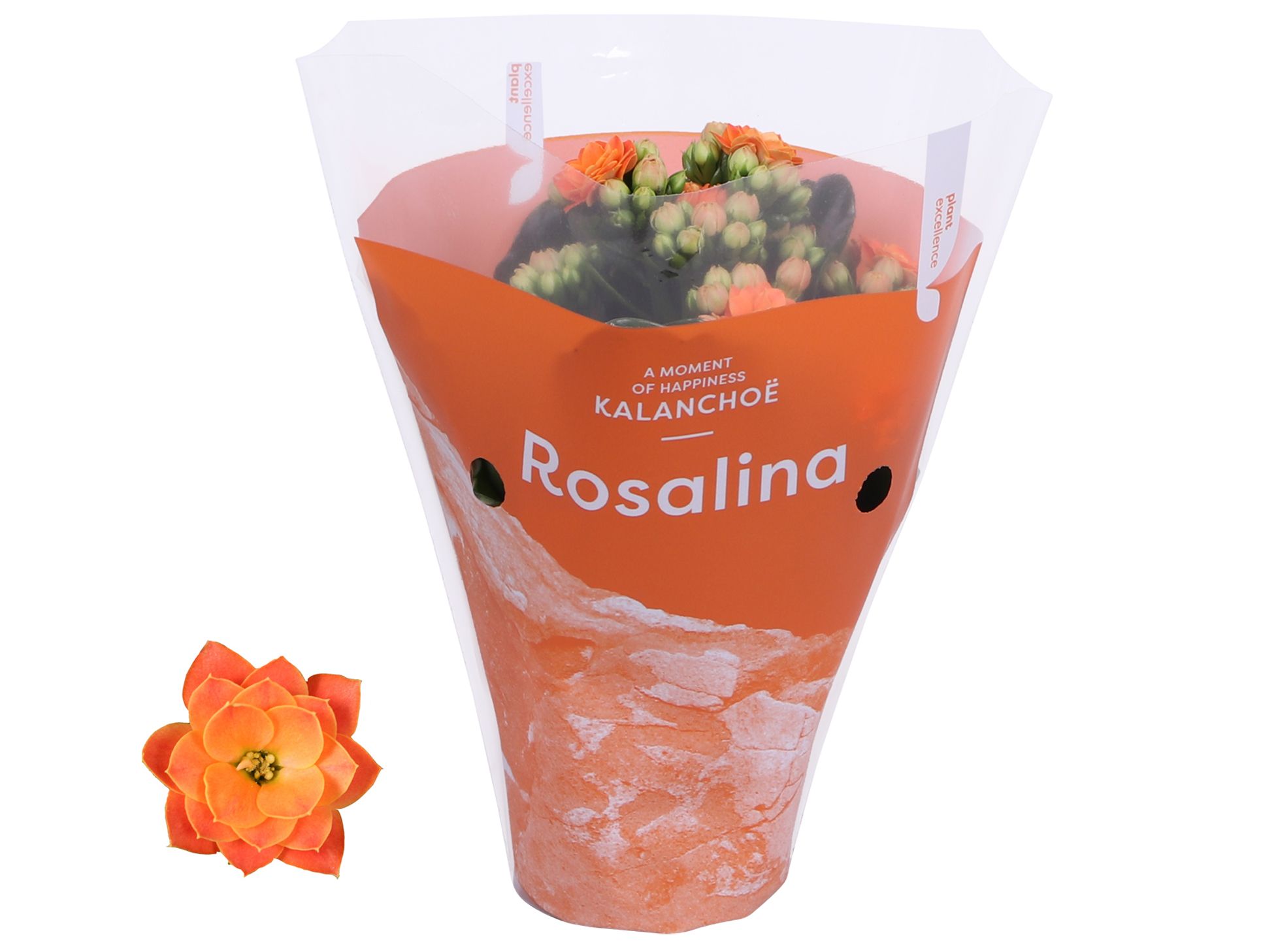 Kalanchoe Rosalina 07cm TST Don Pedro, Oranje hoes, D 7