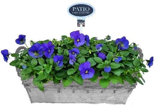 V712-9003 Viola zink rattan M, D 31 cm V712-9003 Viola zink rattan M, D 31 cm