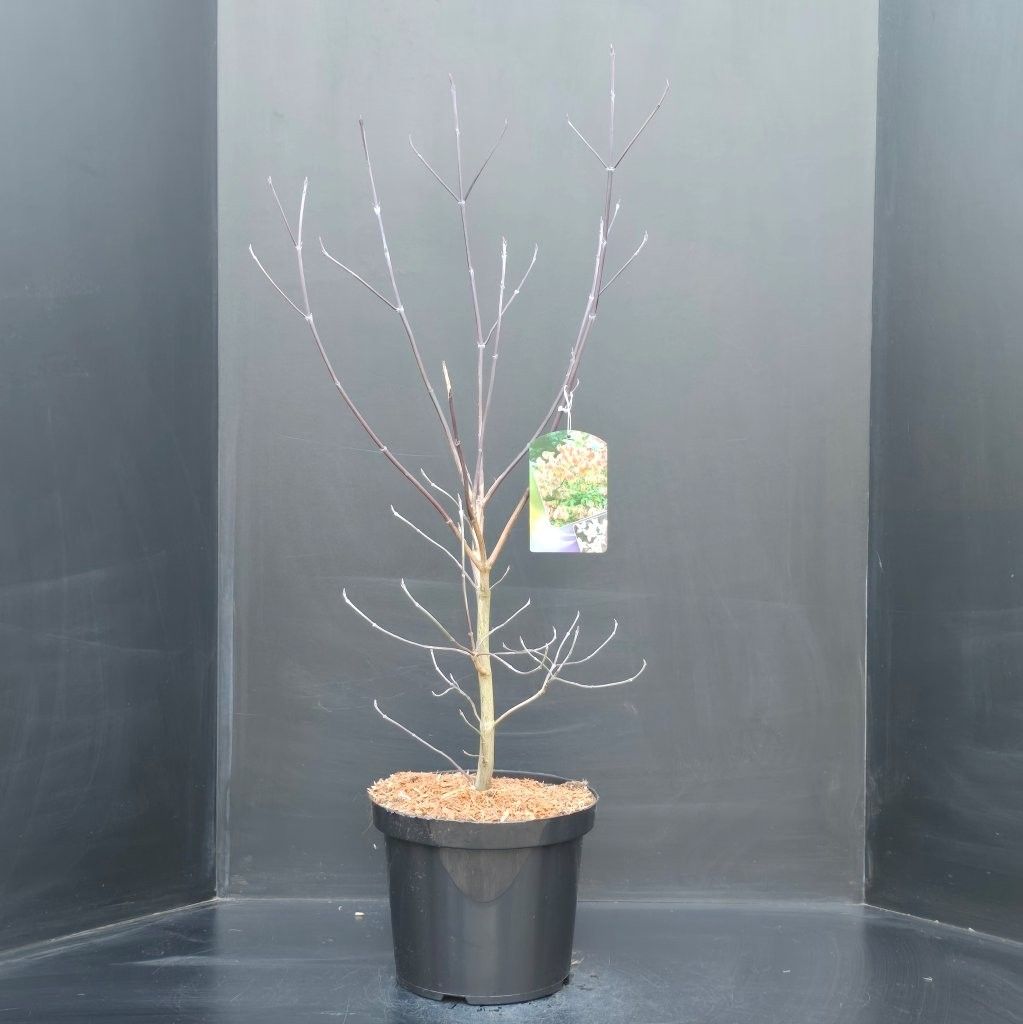 Cornus florida, D 29