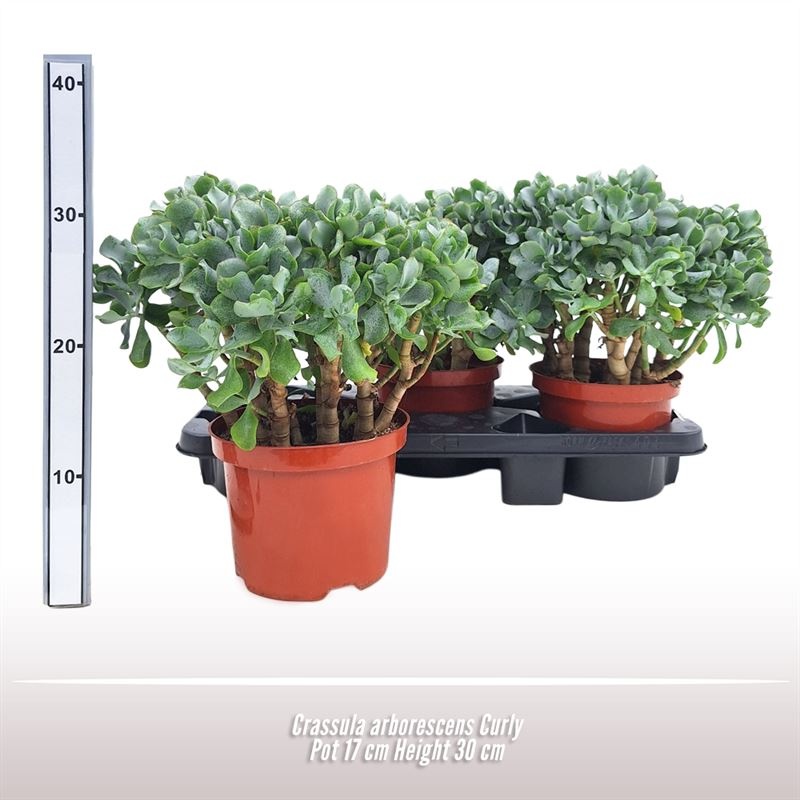 Crassula arborescens Curly, D 17