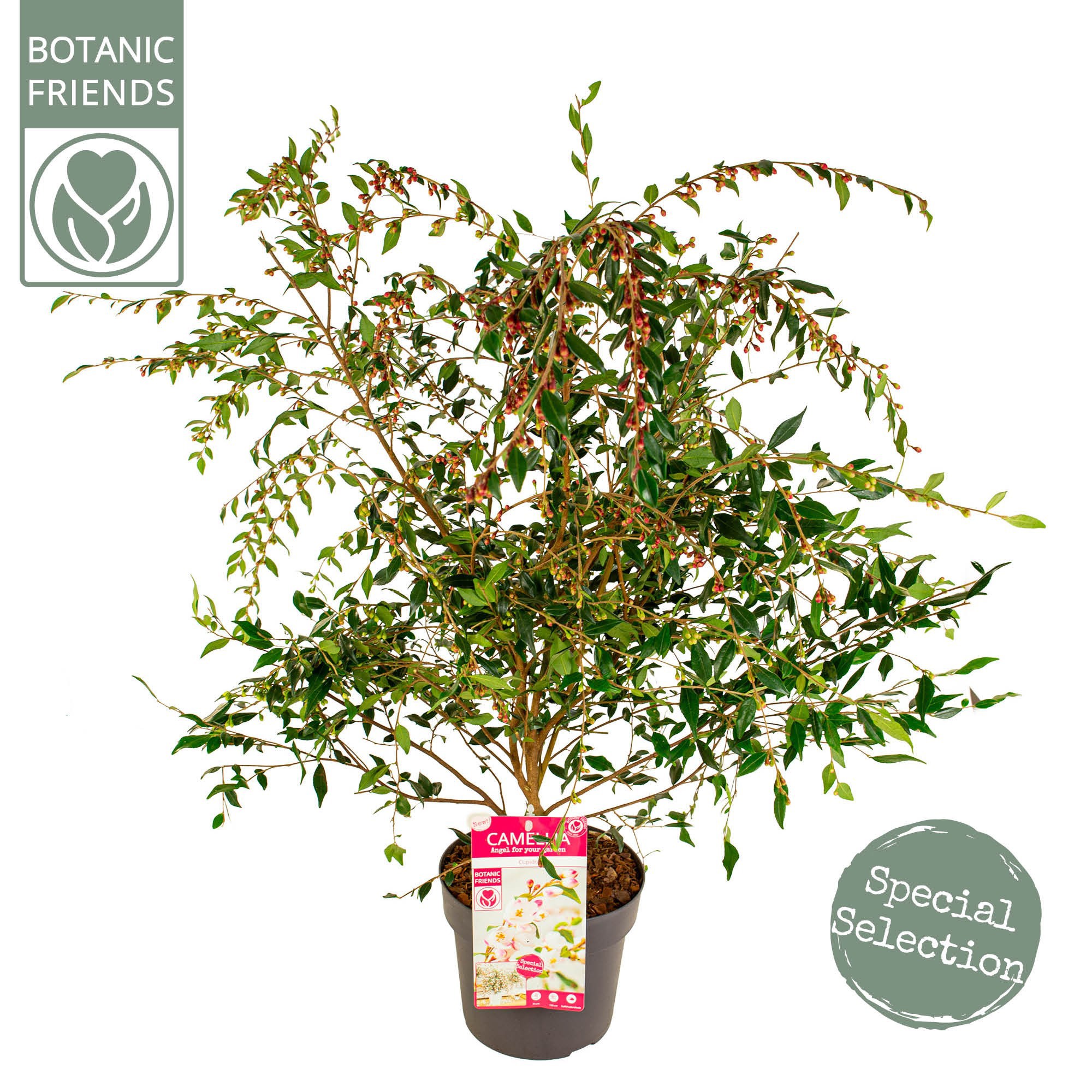 Camellia 'Cupido' ® Premium, D 19