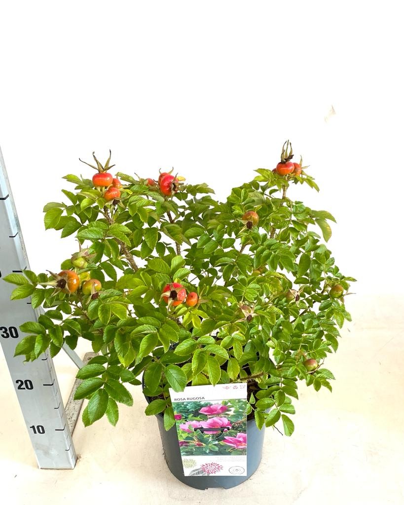 Rosa rugosa, D 23