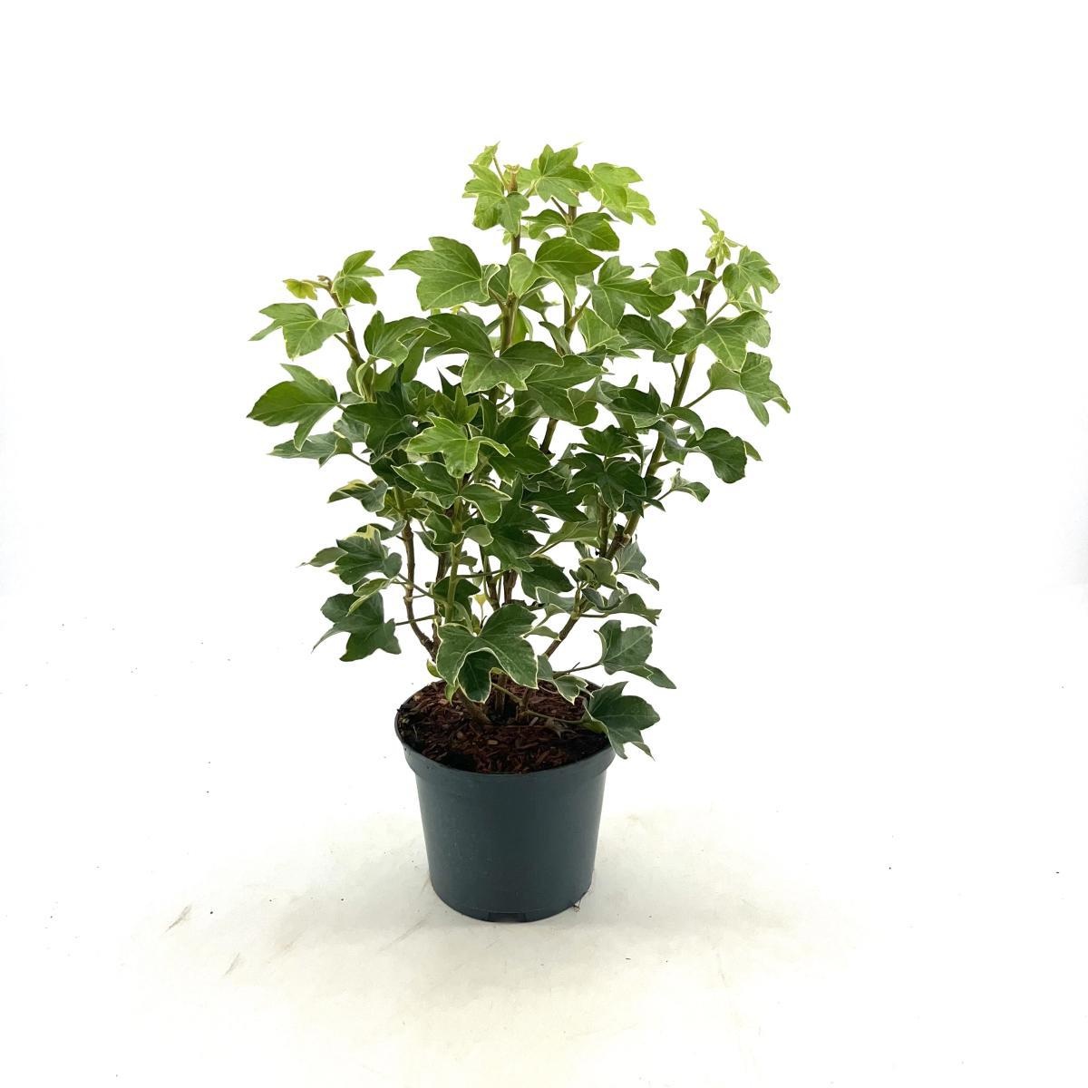 Fatsia japonica 'Variegata', D 19 cm