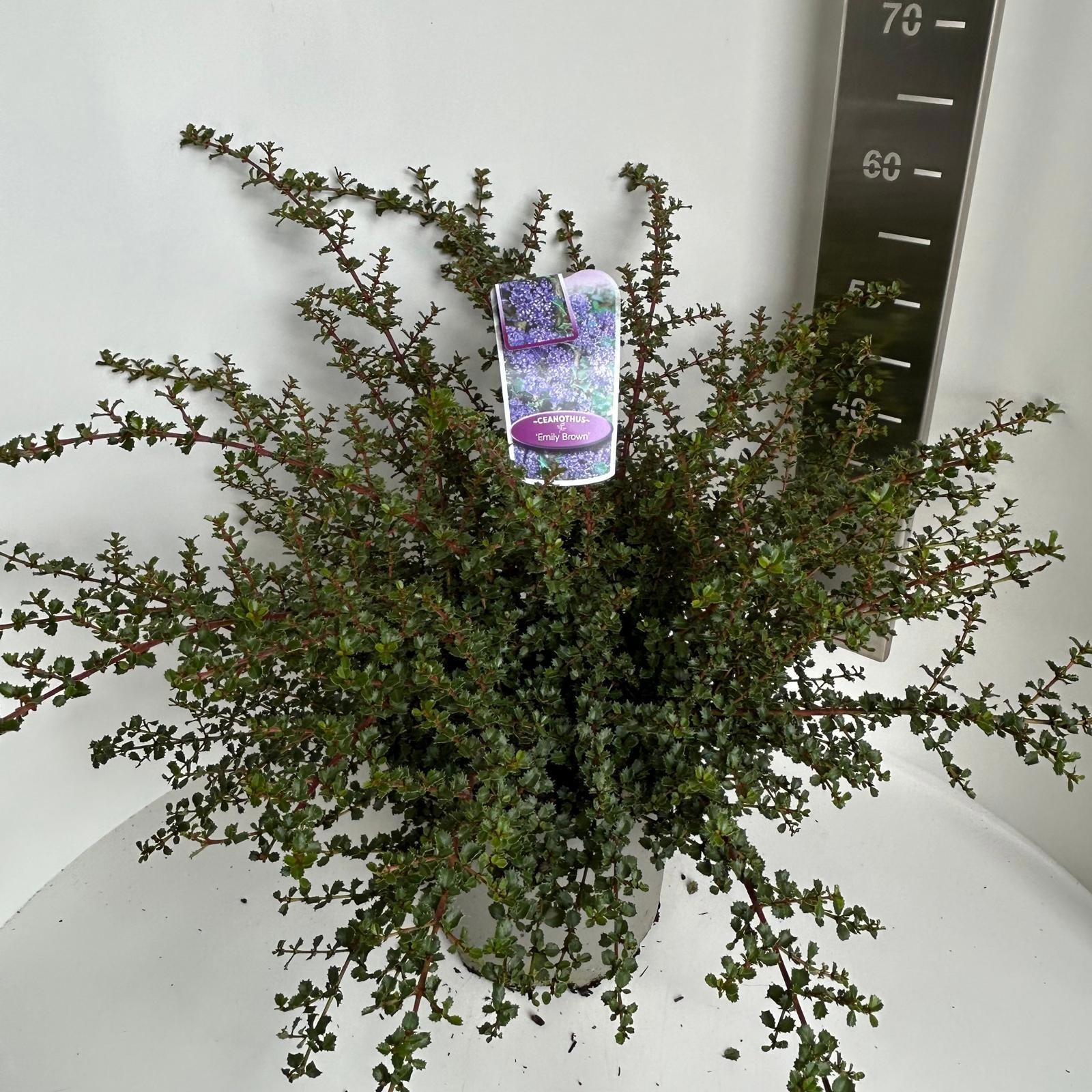 Ceanothus 'Emily Brown', D 29 cm