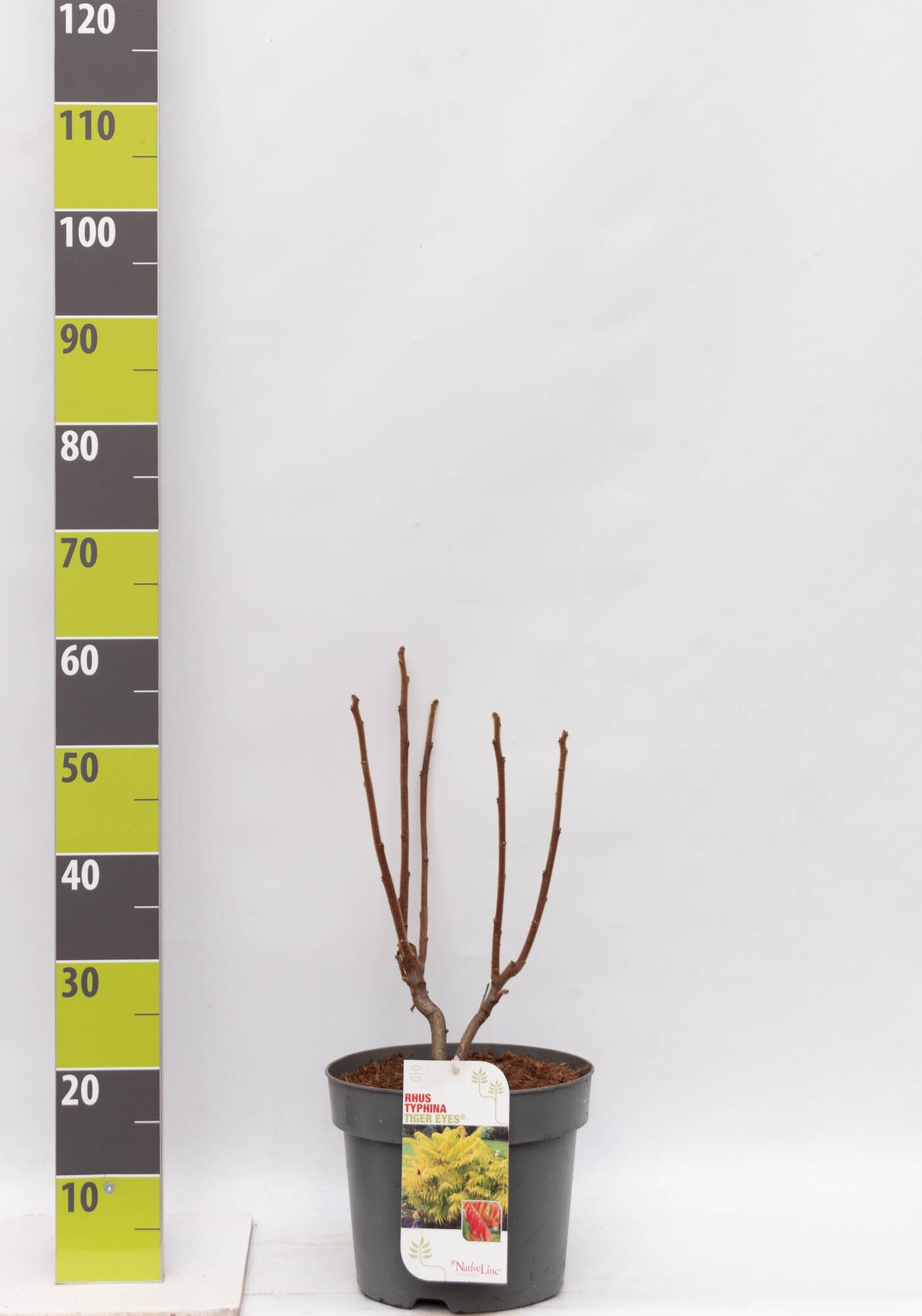 Rhus typhina 'Tiger Eyes' C 7, D 27