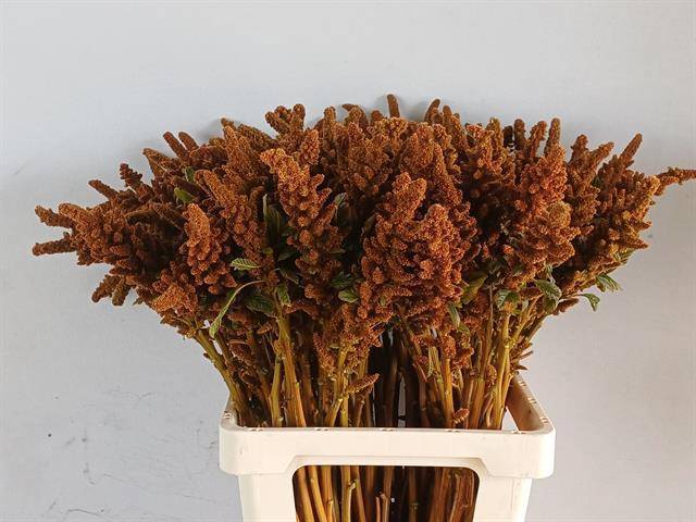 Амарантус Хот Бисквитс 70, шт.