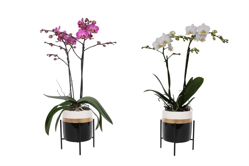 Dolomite p12 Horizon black in standaard Phal multiflower mix 2T22+, D 12