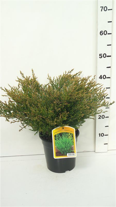 Juniperus hor. 'Andorra Compact', D 19