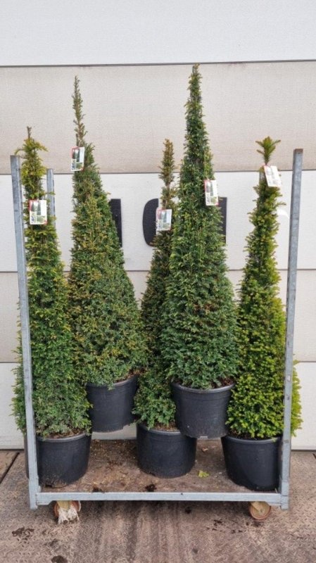 Taxus baccata, kegel, D 60