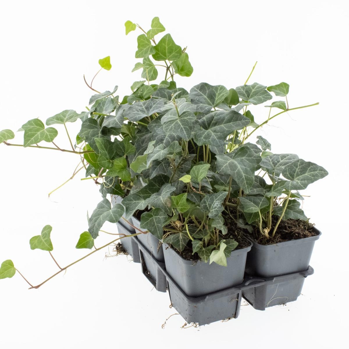 Hedera hel. 'Plattensee', 3-5 tak, D 9