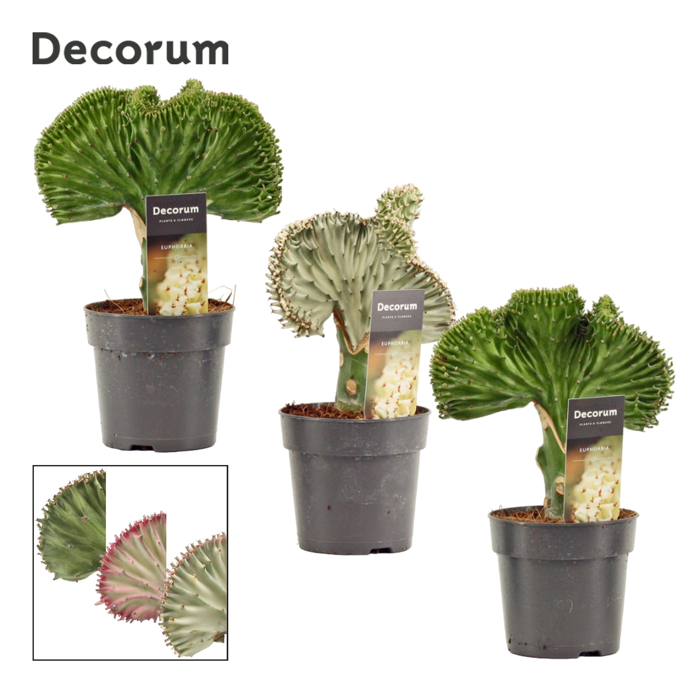 Euphorbia Lactea 12 cm (Decorum), D 12 cm Euphorbia Lactea 12 cm (Decorum), D 12 cm