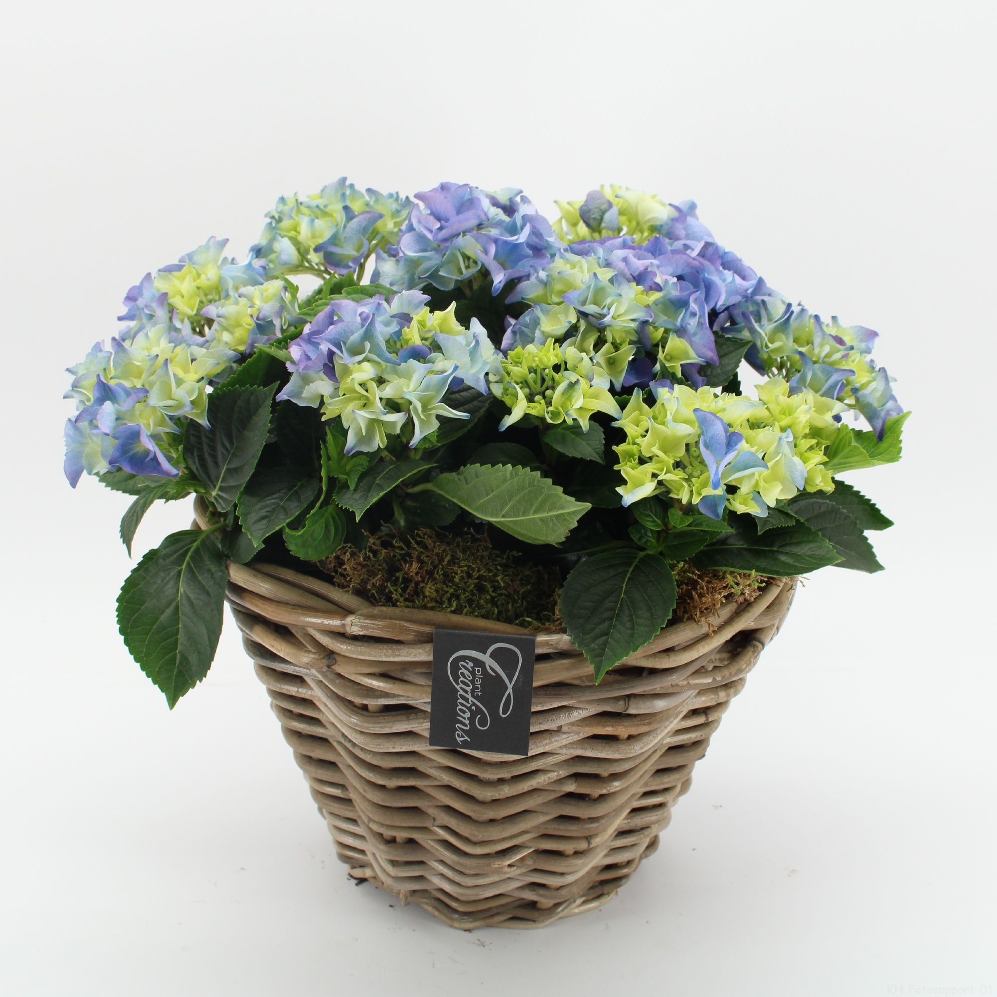 KHCR-2612B Hydrangea creations, D 29