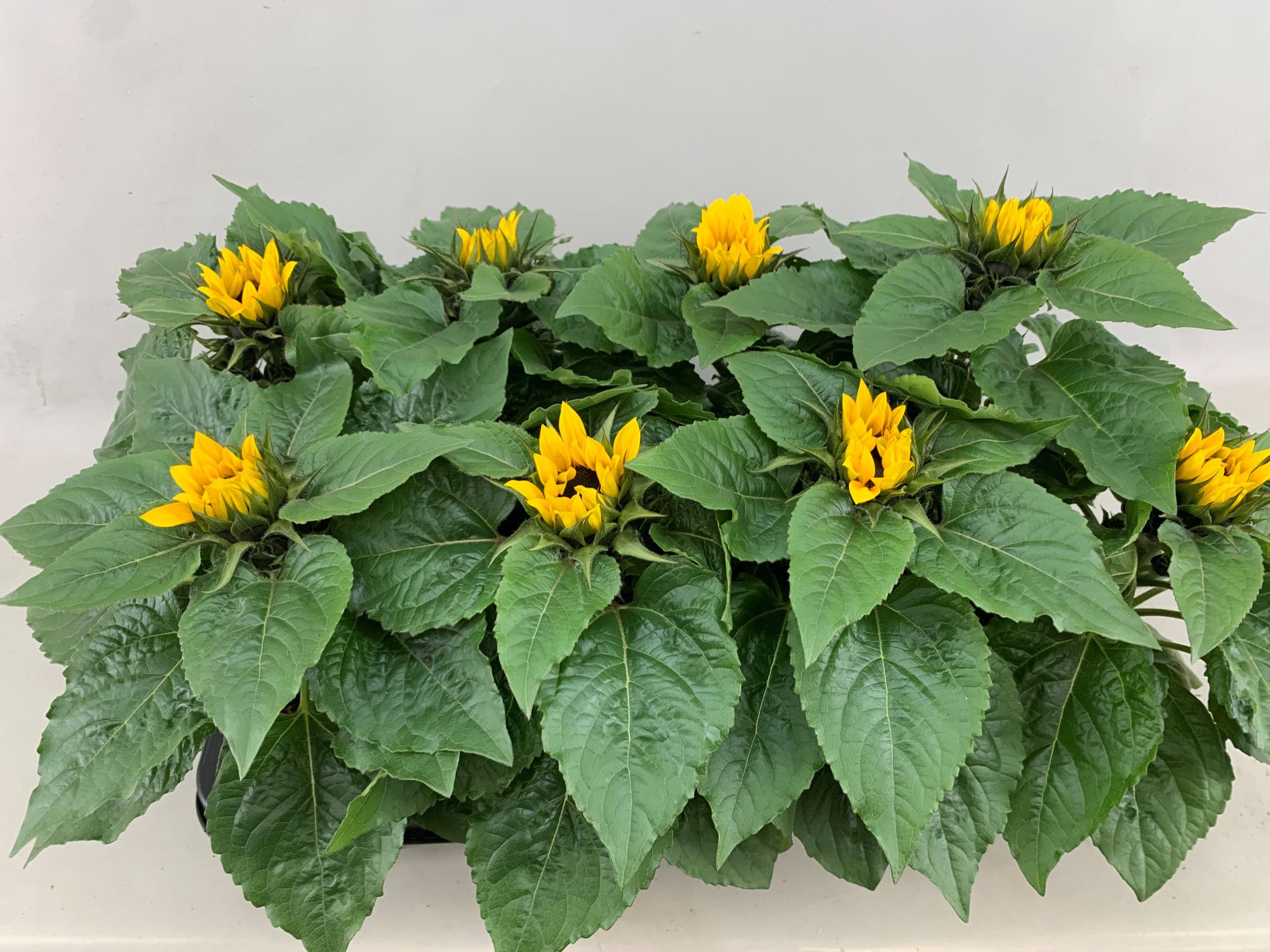 Helianthus Sunsation - stadium 1/2 - tulp, D 13