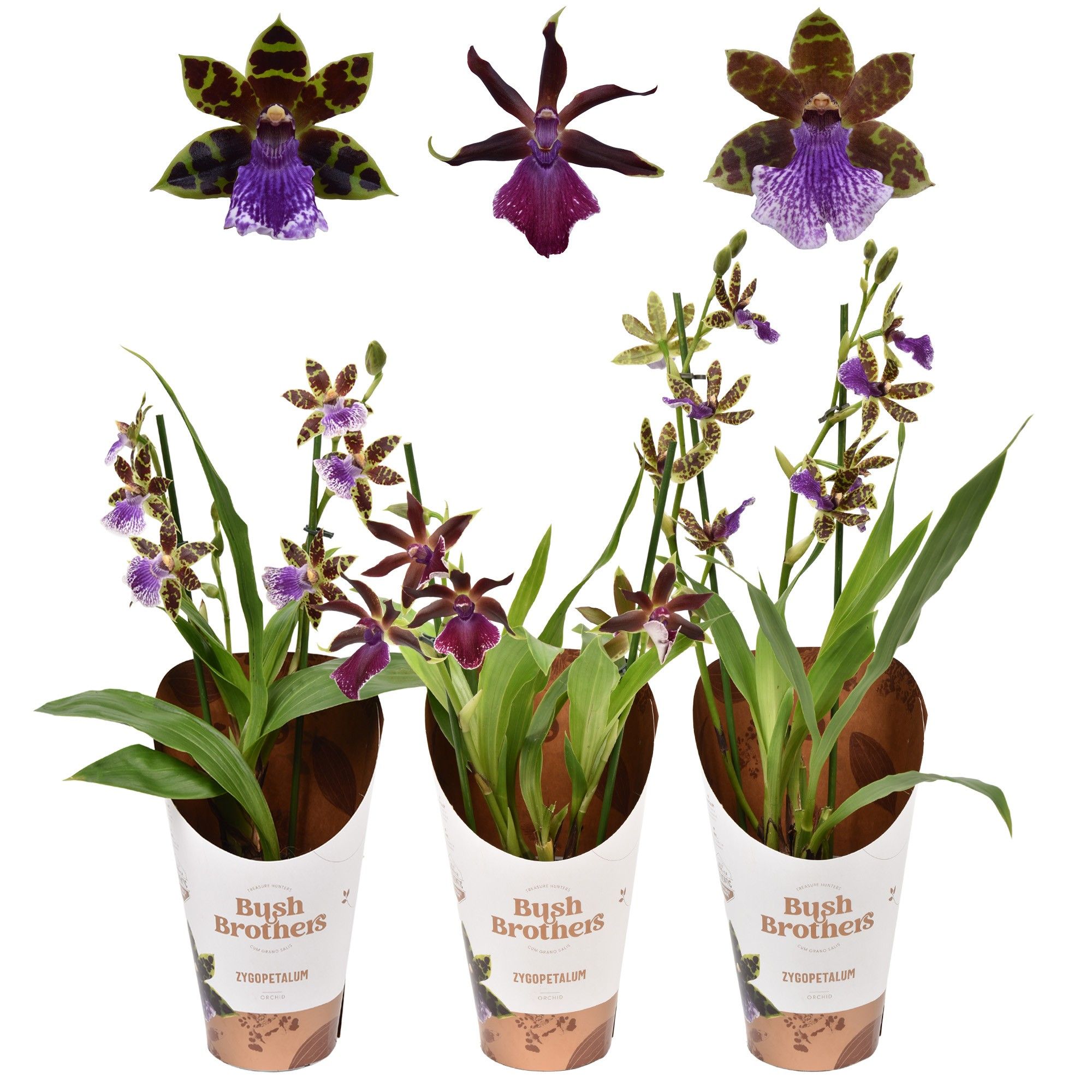 Zygopetalum 2 tak jong 12 cm, D 12 cm Zygopetalum 2 tak jong 12 cm, D 12 cm