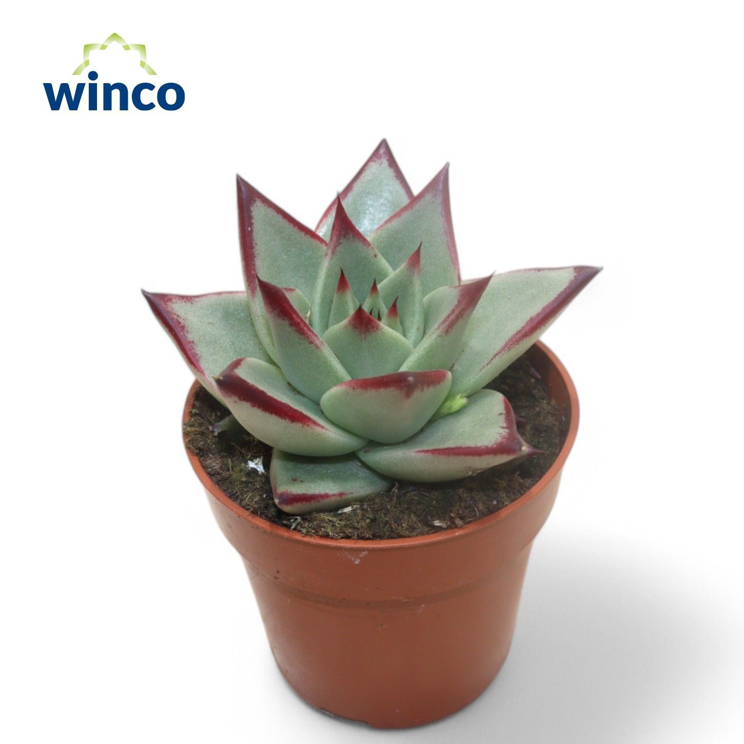Echeveria Dark Line, D 8,5