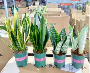 Сансевиерия Премиум Галлон Рандом Микс Хигх фаур-колор Тайгер Скин Орхидея 12 33