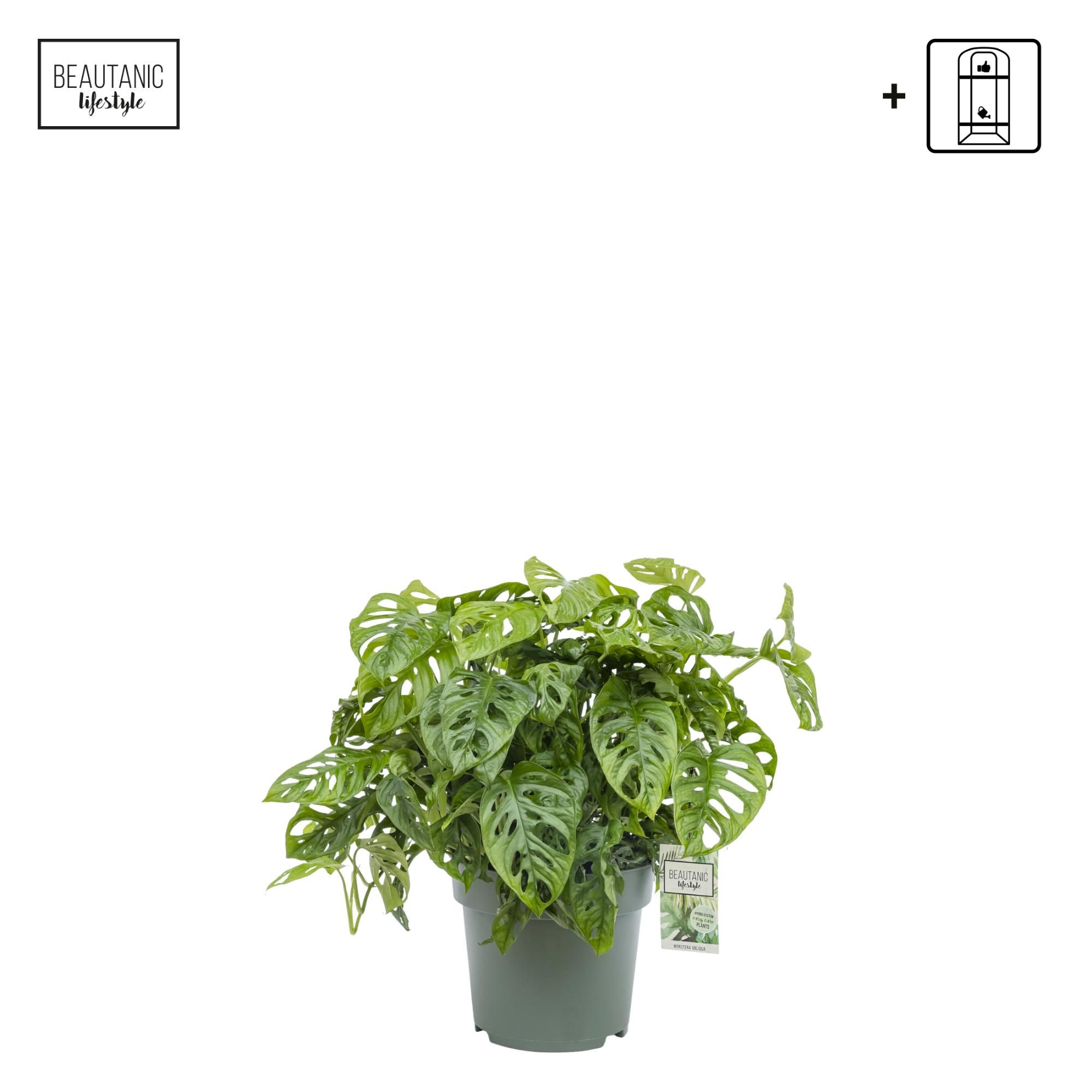 Monstera Obliqua, D 27