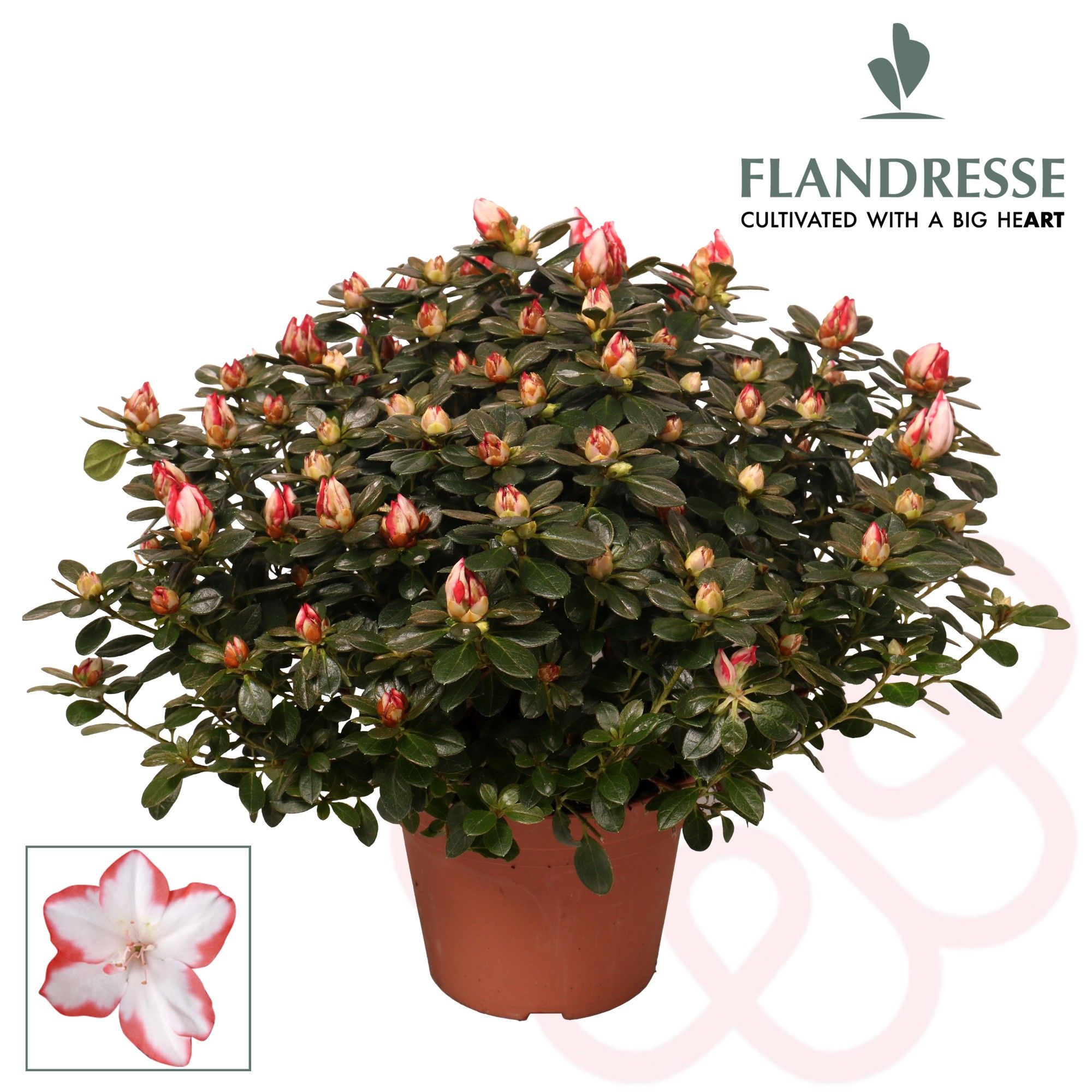 Azalea Flandresse® 'sachenstern' 30 - 32 cm, D 14