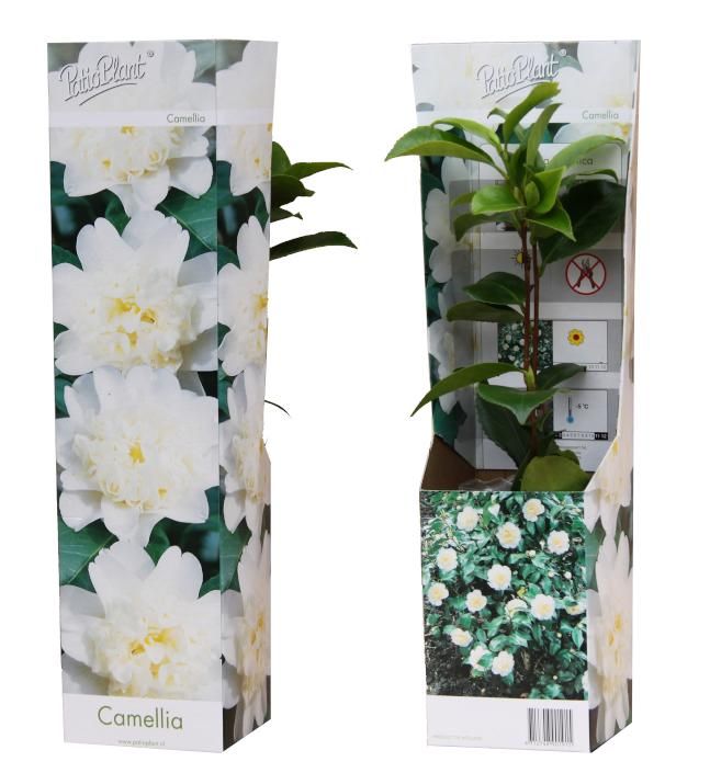 Camellia jap. wit, D 9