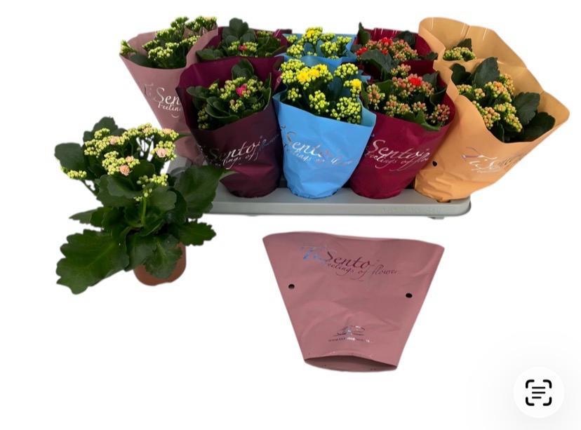 Calandiva 12 cm mix in Sierhoes week 4, D 12