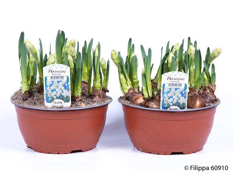 NARCISSUS MEDIOLUTEUS 'BRIDAL CROWN', D 19